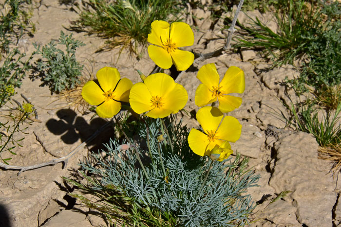 Eschscholzia californica, California Poppy